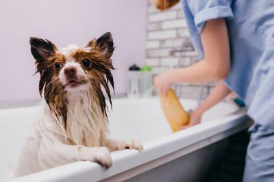 Pet Grooming and Pet Sitting Insurance in Florence, OR by Streets Insurance Agency