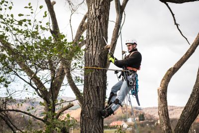 Tree Trimming Insurance in Florence, OR by Streets Insurance Agency