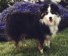 Fetch - Pet Insurance